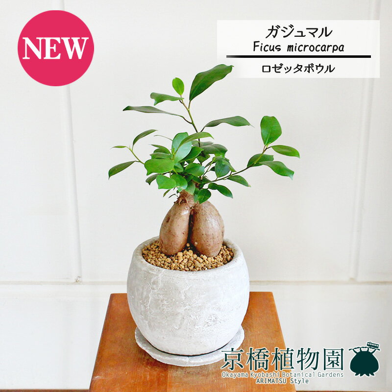 【SSクーポンあり】【SS特価品】【ロゼッタボウルSサイズ/ホワイト】ガジュマル【受け皿付き】4G【観葉..