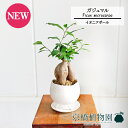 【イオニアボウルL/ホワイト】ガジュマル【受け皿付き】4G【観葉植物 インテリア おしゃれ 人気 引越し祝い 開店祝い 新築祝い お祝い 楽天 通販 観葉 ギフ...