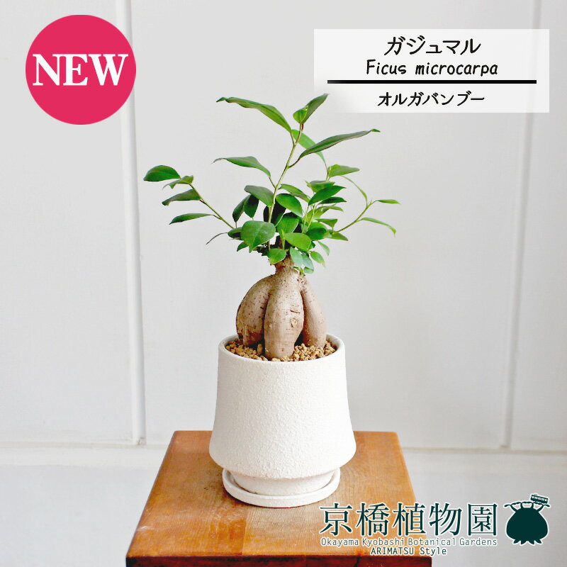 【マラソンクーポン有】【オルガバンブーL/ホワイト】ガジュマル【受け皿付き】4G【観葉植物　インテリア おしゃれ 人気 引越し祝い 開店祝い 新築祝い お祝い 楽天 通販　観葉 ギフト プレゼント スモールサイズ 小さい 鉢植え 精霊の宿る木】