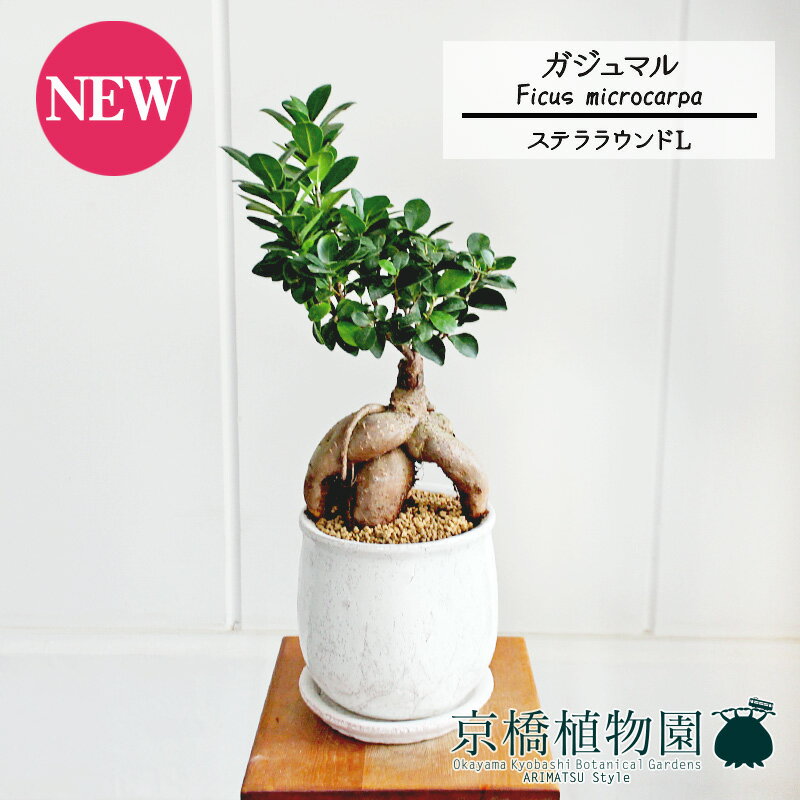 ガジュマル 【ステララウンド：Lサイズ/陶器鉢】ガジュマル【受け皿付き】7G【観葉植物　インテリア おしゃれ 人気 引越し祝い 開店祝い 新築祝い お祝い 楽天 通販　観葉 ギフト プレゼント スモールサイズ 小さい 鉢植え 白 精霊の宿る木】