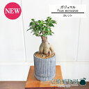 【30日はP5倍！】【カレントS/ブラック】ガジュマル【受け皿付き】7G【観葉植物　インテリア おしゃれ 人気 引越し祝い 開店祝い 新築祝い お祝い 楽天 通販　観葉 ギフト プレゼント スモールサイズ 小さい 鉢植え 黒 精霊の宿る木】