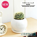 【陶器鉢/ホワイト】サボテン 金鯱(キンシャチ)【受け皿付き】3.5G【観葉植物/インテリア/おしゃれ/ナチュラル/鉢植え/贈り物/楽天/通販/スモールサイズ/乾燥に強い/育てやすい/ギフト/プレゼント】