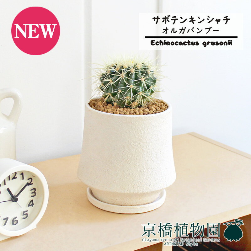 【マラソンクーポン有】【オルガバンブーL/ホワイト】サボテン 金鯱（キンシャチ）【受け皿付き】3.5G【観葉植物/インテリア/おしゃれ/ナチュラル/鉢植え/贈り物/楽天/通販/スモールサイズ/乾燥に強い/育てやすい/ギフト/プレゼント】