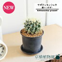 【瀬々-ぜぜ-/Lサイズ黒】サボテン 金鯱(キンシャチ)【受け皿付き】3.5G【観葉植物/インテリア/おしゃれ/ナチュラル/鉢植え/贈り物/楽天/通販/スモールサイズ/乾燥に強い/育てやすい/ギフト/プレゼント】
