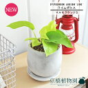 【SSクーポンあり】【SS特価品】【マルモラウンドS】ライムポトス【受け皿付き】pot【インテリア おしゃれ 人気 楽天 通販 ギフト プレゼント シンプル カワイイ 小さい 育てやすい 黄緑 白 黄金蔓 永遠の富 華やかな明るさ ツル植物 蔓】
