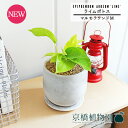 【SSクーポンあり】【SS特価品】【マルモラウンドM】ライムポトス【受け皿付き】pot【インテリア おしゃれ 人気 楽天 通販 ギフト プレゼント シンプル カワイイ 小さい 育てやすい 黄緑 白 黄金蔓 永遠の富 華やかな明るさ ツル植物 蔓】