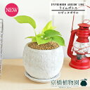 【ロゼッタボウルSサイズ/ホワイト】ライムポトス【受け皿付き】pot【インテリア おしゃれ 人気 楽天 通販 ギフト プレゼント シンプル カワイイ 小さい 育てやすい 黄緑 白 黄金蔓 永遠の富 華やかな明るさ ツル植物 蔓】【父の日 ギフト】