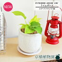 【SSクーポンあり】【SS特価品】【ステララウンド:Mサイズ/陶器鉢】ライムポトス【受け皿付き】pot【インテリア おしゃれ 人気 楽天 通販 ギフト プレゼント シンプル カワイイ 小さい 育てやすい 黄緑 白 黄金蔓 永遠の富 華やかな明るさ ツル植物 蔓】
