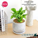 【マルモラウンドS】ポトス【受け皿付き】pot【インテリア おしゃれ 人気 楽天 通販 ギフト プレゼント シンプル カワイイ 小さい 育てやすい 白 黄金蔓 永遠の富 華やかな明るさ ツル植物 蔓】【父の日 ギフト】