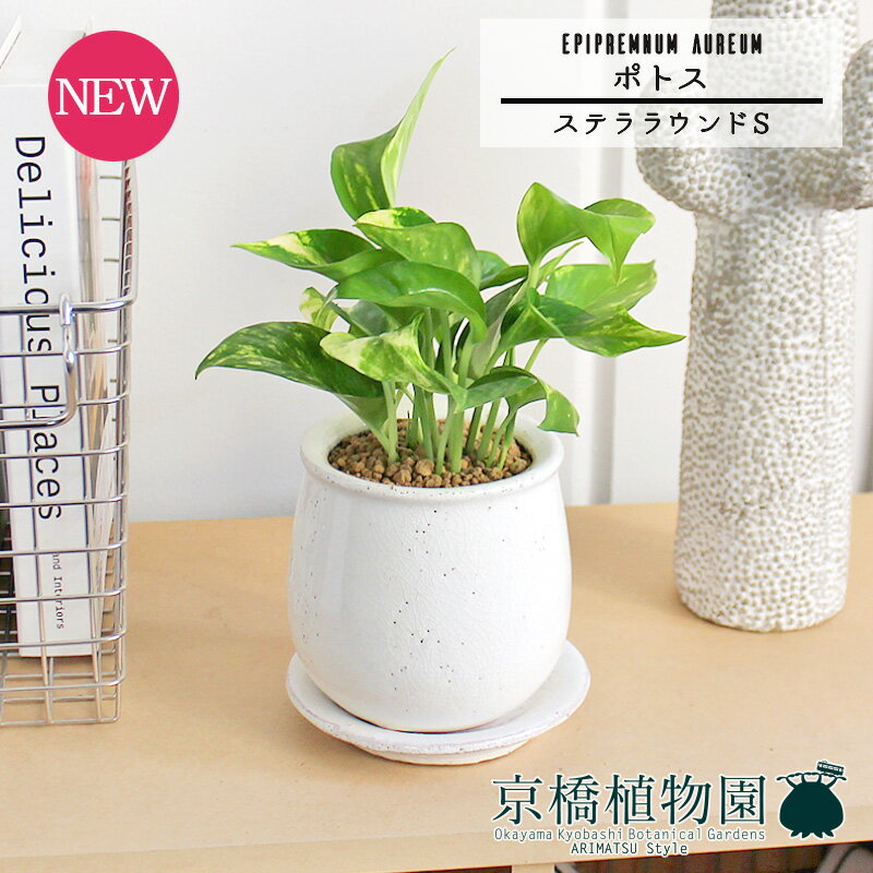 ポトス 【ステララウンド：Sサイズ/陶器鉢】ポトス【受け皿付き】pot【インテリア おしゃれ 人気 楽天 通販 ギフト プレゼント シンプル カワイイ 小さい 育てやすい 黄緑 白 黄金蔓 永遠の富 華やかな明るさ ツル植物 蔓】