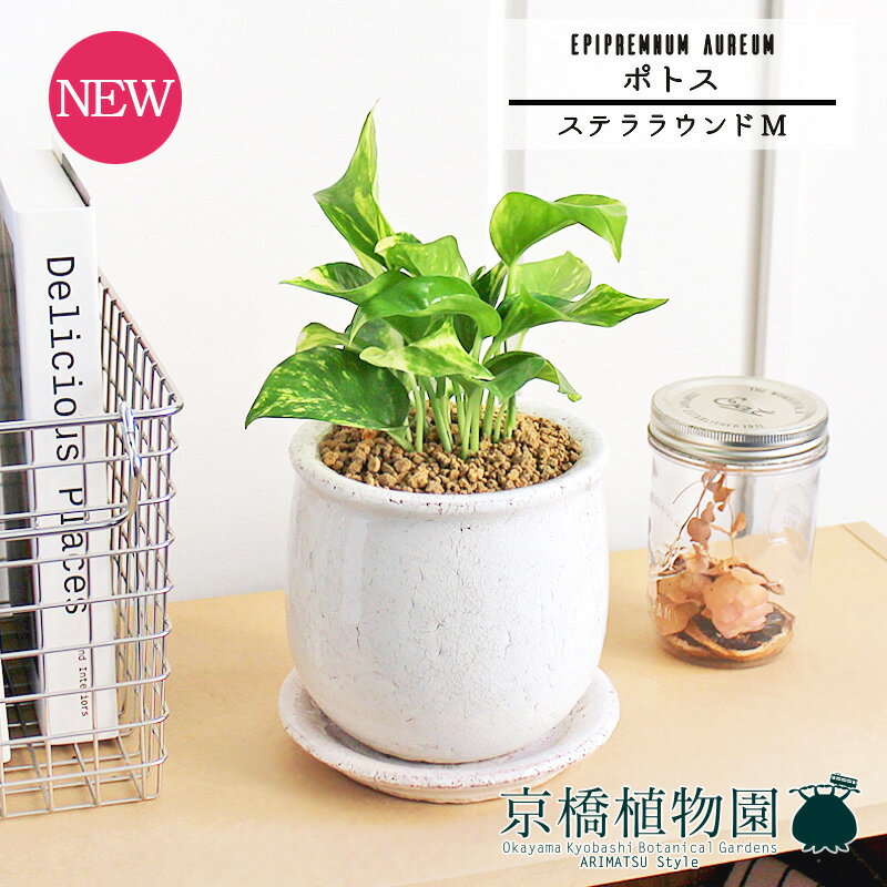 ポトス 【ステララウンド：Mサイズ/陶器鉢】ポトス【受け皿付き】pot【インテリア おしゃれ 人気 楽天 通販 ギフト プレゼント シンプル カワイイ 小さい 育てやすい 白 黄金蔓 永遠の富 華やかな明るさ ツル植物 蔓】