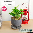 【15日はP5倍!】【マラソンクーポン有!】【イオニアボウルL/グレー】ポトス【受け皿付き】pot【インテリア おしゃれ 人気 楽天 通販 ギフト プレゼント ...
