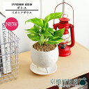 【イオニアボウルL/ホワイト】ポトス【受け皿付き】pot【インテリア おしゃれ 人気 楽天 通販 ギフト プレゼント シンプル カワイイ 小さい 育てやすい 白...