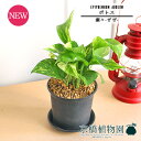 ポトス 【瀬々-ぜぜ-/Lサイズ黒】ポトス【受け皿付き】pot【インテリア おしゃれ 人気 楽天 通販 ギフト プレゼント シンプル カワイイ 小さい 育てやすい 黒 黄金蔓 永遠の富 華やかな明るさ ツル植物 蔓】