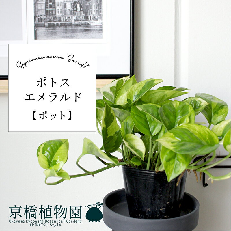 【30日はP5倍！】【ポット】ポトス・エメラルド【スモールサイズ】