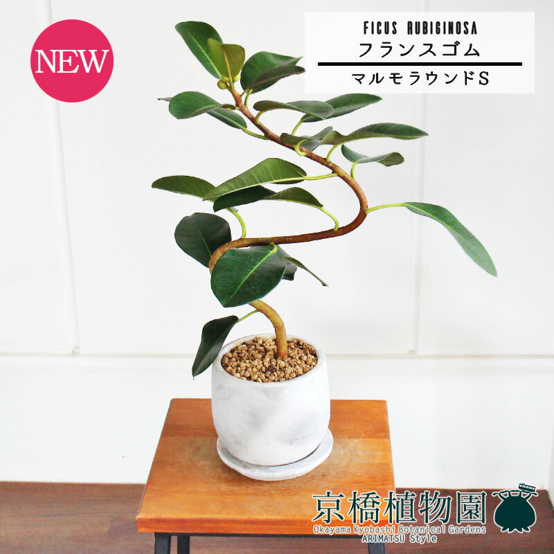 【30日はP5倍！】【マルモラウンドS】フランスゴム　曲がり【受け皿付】pot【ゴムの木】【お洒落な曲がりの植物】【インテリア おしゃれ 人気 楽天 通販 ギフト プレゼント】