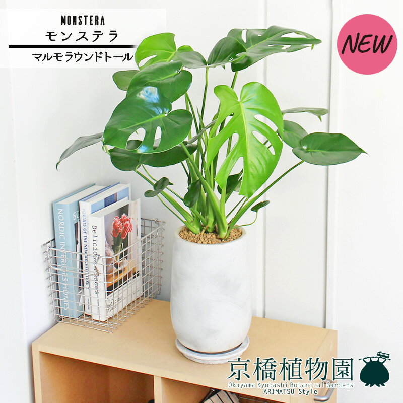 【SSクーポンあり】【マルモラウンドトールLサイズ】モンステラ 【受け皿付き】5G【シンプル ミドルサ..