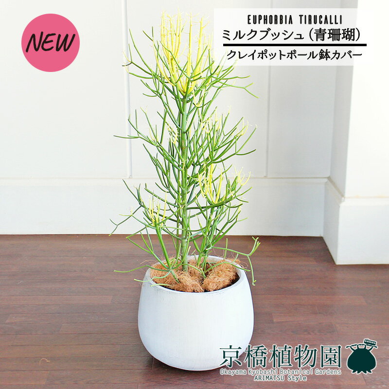【5日はP5倍！】【マラソンクーポン有】【クレイポットボール鉢カバー付き/ホワイト】ミルクブッシュ（青珊瑚）7号【ミドルサイズ/インテリア/お祝い/開店祝い/引越祝い/新築祝い/ギフト/プレゼント/育てやすい/観葉植物/楽天/通販/大型】