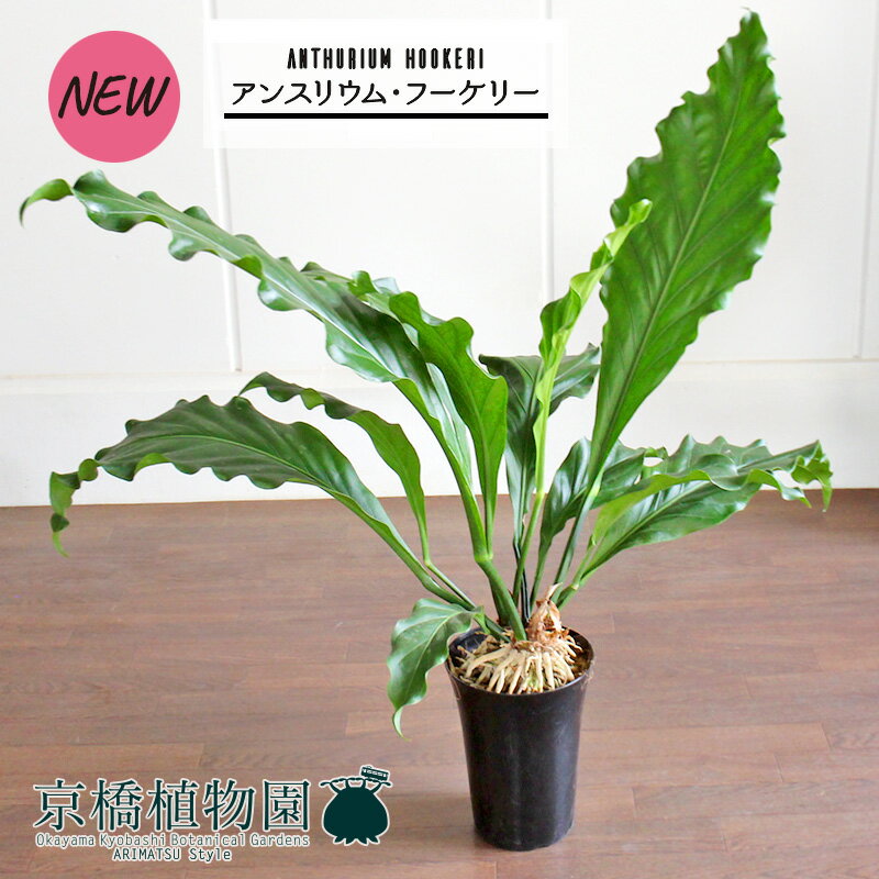 【30日はP5倍！】アンスリウム・フーケリー　7号【観葉植物/インテリア/おしゃれ/ナチュラル/鉢植え/贈り物/楽天/通販/ミドルサイズ/シンプル/人気商品】【大型】