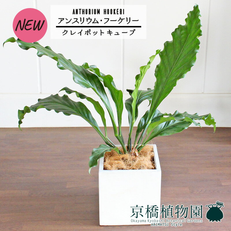 【クレイポットキューブ鉢カバー付き/ホワイト】アンスリウム・フーケリー　7号【観葉植物/インテリア/