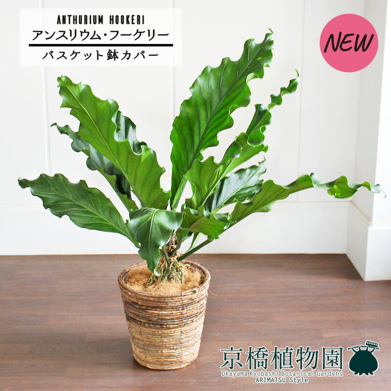 【バスケット鉢カバー/ブラウン】アンスリウム・フーケリー　8号【観葉植物/インテリア/おしゃれ/ナチュラル/鉢植え/贈り物/楽天/通販/ミドルサイズ/シンプル/人気商品/茶】【大型】