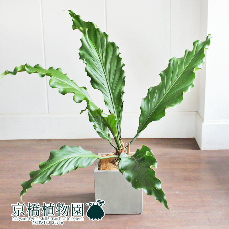 【25日はP5倍！】【マラソンクーポン有！】アンスリウム・フ—ケリー 8号【クレイポットキューブ鉢カバー付き/グレー】【ミドルサイズ】