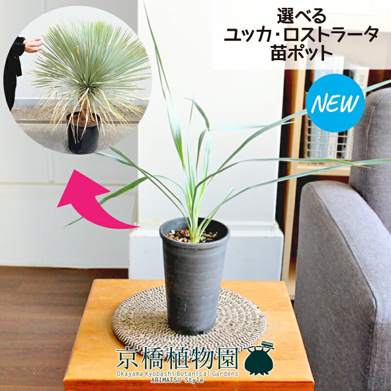 ユッカ 【SSクーポンあり】【現品】ユッカ・ロストラータ　3号（41～45）【選べる観葉植物】【観葉植物/インテリア/おしゃれ/ナチュラル/楽天/通販/人気商品/スモールサイズ】