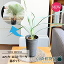 ユッカ・ロストラータ 3号【観葉植物/インテリア/おしゃれ/ナチュラル/楽天/通販/人気商品/スモールサイズ/育てやすい】
