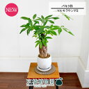 【マルモラウンドS】パキラ 朴 5G【観葉植物/インテリア/おしゃれ/ナチュラル/鉢植え/贈り物/スモールサイズ/人気商品/ギフト/プレゼント/金運】【父の日 ギフト】