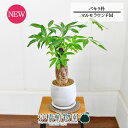 【マルモラウンドM】パキラ 朴 5G【観葉植物/インテリア/おしゃれ/ナチュラル/鉢植え/贈り物/スモールサイズ/人気商品/ギフト/プレゼント/金運】【父の日 ギフト】
