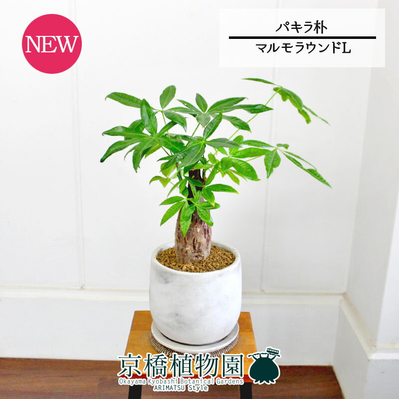 楽天花のアリマツ楽天市場支店【マルモラウンドL】パキラ　朴　5G【観葉植物/インテリア/おしゃれ/ナチュラル/鉢植え/贈り物/スモールサイズ/人気商品/ギフト/プレゼント/金運】