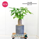 【カレントS/ブラック】パキラ 朴 5G【観葉植物/インテリア/おしゃれ/ナチュラル/鉢植え/贈り物/スモールサイズ/人気商品/ギフト/プレゼント/金運】