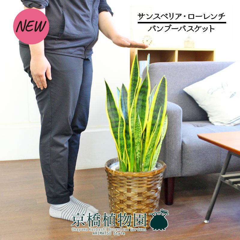 【30日はP5倍！】【バンブーバスケット鉢カバー】サンスベリア・ローレンチ　7号【観葉植物/インテリア/おしゃれ/ナチュラル/鉢植え/贈り物/楽天/通販/ミドルサイズ/シンプル/人気商品/竹/】【大型】