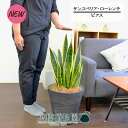【30日はP5倍!】【スターターセット付】【ビアス鉢カバー付き/ブラック】サンスベリア・ローレンチ 7号【サスティー/SUSTEE/リーフクリン/IBのチカラ/観葉植物/インテリア/おしゃれ/ナチュラル/鉢植え/贈り物/楽天/通販/ミドルサイズ/シンプル/人気商品/黒/】【大型】