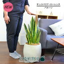 【30日はP5倍!】【バルーン鉢カバー付き/アンティークホワイト】サンスベリア・ローレンチ 7号【観葉植物/インテリア/おしゃれ/ナチュラル/鉢植え/贈り物/楽天/通販/ミドルサイズ/シンプル/人気商品/白】【大型】【父の日 ギフト】