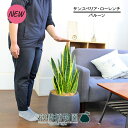 【バルーン鉢カバー付き/アンティークブラウン】サンスベリア・ローレンチ 7号【観葉植物/インテリア/おしゃれ/ナチュラル/鉢植え/贈り物/楽天/通販/ミドルサイ...