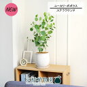 【ステララウンド:Lサイズ/陶器鉢】ユーカリ・ポプルネア/ポポラス【観葉植物/インテリア/おしゃれ/ナチュラル/鉢植え/贈り物/楽天/通販/スモールサイズ/人気...