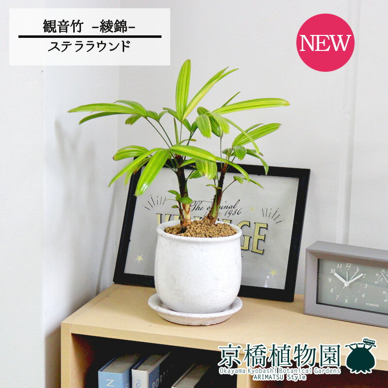 【ステララウンド：Mサイズ/陶器鉢】観音竹 カンノンチク -綾錦- 【観葉植物/インテリア/おしゃれ/ナチュラル/鉢植え/贈り物/楽天/通販/スモールサイズ/人気商品/ギフト/プレゼント】4G