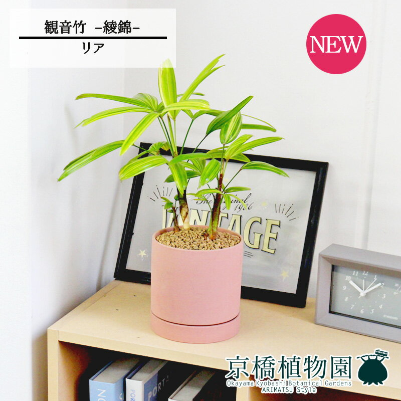 【マラソンクーポン有！】【リアSサイズ/ピンク】観音竹（カンノンチク） -綾錦-　【観葉植物/インテリア/おしゃれ/ナチュラル/鉢植え/贈り物/楽天/通販/スモールサイズ/人気商品/ギフト/プレゼント】4G