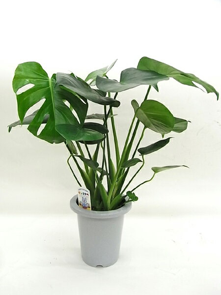 モンステラ（6号）【インテリア おしゃれ 人気 楽天 通販 ギフト プレゼント】