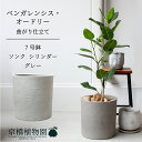 【ソンクシリンダー:ウォームグレー】フィカス・ベンガレンシス・オードリー 7号【フロアサイズ/ベンガルゴム/シンプル/グレー/灰/鉢植え/ギフト/プレゼント/お...