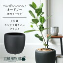 【20日はP5倍!】【カンサラ鉢カバー:ブラック】フィカス・ベンガレンシス・オードリー 7号【フロアサイズ/ベンガルゴム/シンプル/ブラック/黒/鉢植え/ギフト/プレゼント/お祝い/新生活/おしゃれ/観葉/植物】