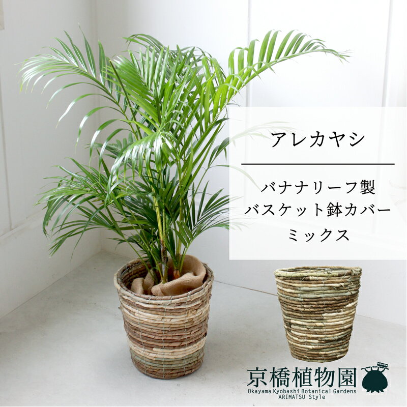 アレカヤシ 観葉植物 【マラソンクーポンあり】【バスケット鉢カバー：ミックス】アレカヤシ　6号【ミドルサイズ/床置き/御祝/新築祝い/育てやすい/観葉植物/ヤシ/ミックス/混色】【大型】