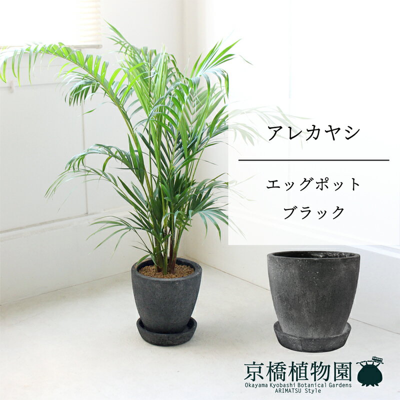 アレカヤシ 観葉植物 【マラソンクーポンあり】【エッグポット：ブラック】アレカヤシ　【ミドルサイズ/床置き/御祝/新築祝い/育てやすい/観葉植物/ヤシ/ブラック/黒】【大型】