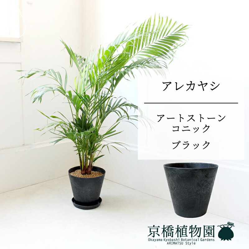 【アートストーン　コニック　ブラック】アレカヤシ　7号　6G【ミドルサイズ/床置き/御祝/新築祝い/育てやすい/観葉植物/ヤシ/ブラック/黒】【大型】
