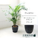 【20日はP5倍!】【アートストーン ラウンド ブラック】アレカヤシ 7号 6G【ミドルサイズ/床置き/御祝/新築祝い/育てやすい/観葉植物/ヤシ/ブラック/黒】【大型】