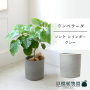 【ソンクシリンダー:ウォームグレー】ウンベラータ 7号【ミドルサイズ/床置き/御祝/新築祝い/育てやすい/観葉植物/ハートリーフ/ハート型/グレー/灰】【大型】