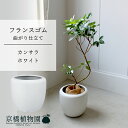 【カンサラ鉢カバー:ホワイト】フランスゴム 曲がり 7号【ミドルサイズ/床置き/御祝/新築祝い/育てやすい/観葉植物/ゴムノキ/ホワイト/白】【大型】