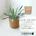 【ナチュラルバスケット鉢カバー】ユッカ・グロリオサ・バリエガータ 7号【ミドルサイズ/床置き/御祝/新築祝い/観葉植物】【大型】