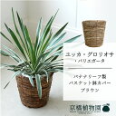 【バスケット鉢カバー:ブラウン】ユッカ・グロリオサ・バリエガータ 7号【ミドルサイズ/床置き/御祝/新築祝い/観葉植物】【大型】